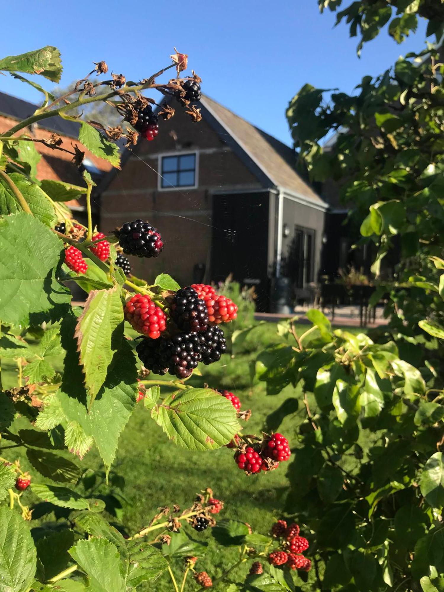 B&B De Pastorie Bij Dokkum Reitsum Exteriér fotografie