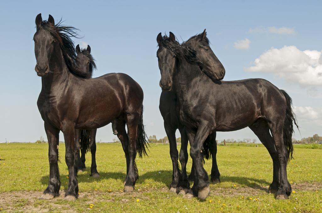 B&B De Pastorie Bij Dokkum Reitsum Exteriér fotografie